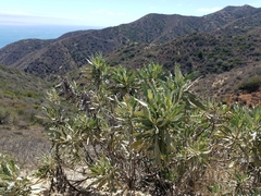 Eriodictyon traskiae traskiae