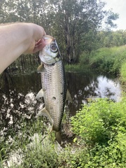 Megalops cyprinoides