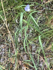 Tradescantia occidentalis