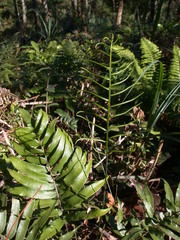 Plagiogyria japonica