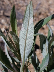 Eriodictyon traskiae traskiae