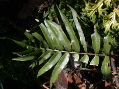 Plagiogyria japonica