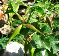 Vincetoxicum funebre