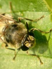 Stratiomys longicornis