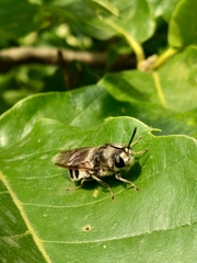 Stratiomys longicornis