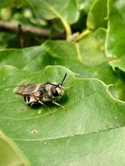Stratiomys longicornis