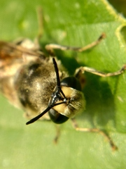 Stratiomys longicornis