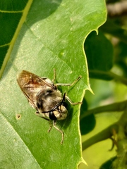 Stratiomys longicornis