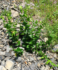 Vincetoxicum funebre