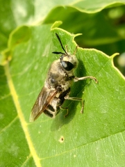 Stratiomys longicornis