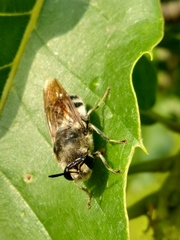 Stratiomys longicornis