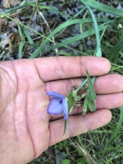 Tradescantia occidentalis