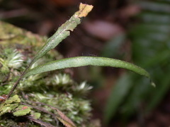 Oreogrammitis congener