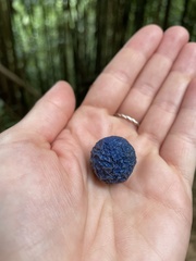 Elaeocarpus angustifolius