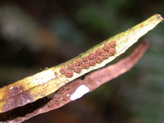 Oreogrammitis congener