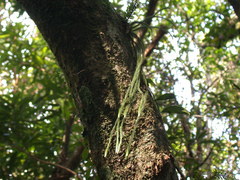 Phlegmariurus fargesii