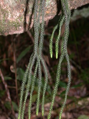 Phlegmariurus fargesii