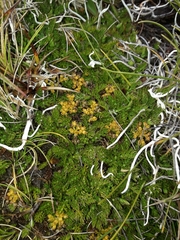 Anisotome imbricata prostrata