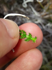 Anisotome imbricata prostrata
