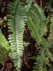 Hymenasplenium adiantifrons