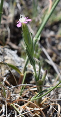 Silene conica