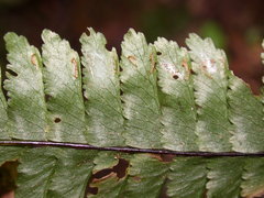 Hymenasplenium adiantifrons