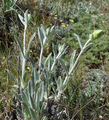 Sideritis catillaris