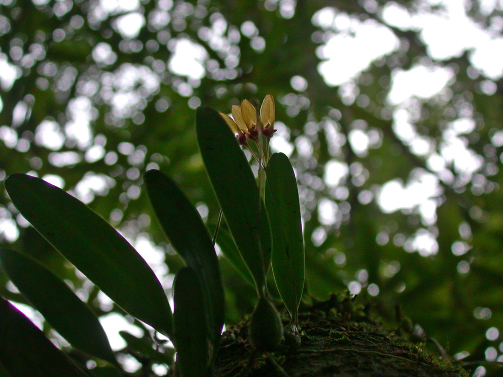 Bulbophyllum retusiusculum Rchb.f. 4