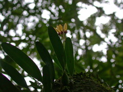 Bulbophyllum retusiusculum