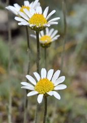 Anthemis sterilis