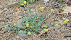 Medicago cretacea
