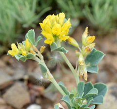 Medicago cretacea
