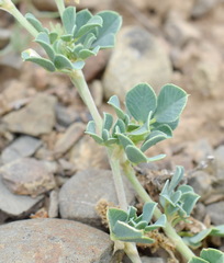 Medicago cretacea