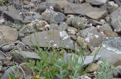 Asperula supina