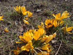 Crocus flavus