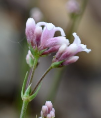 Asperula supina