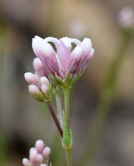 Asperula supina