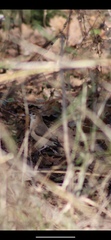Euodice malabarica