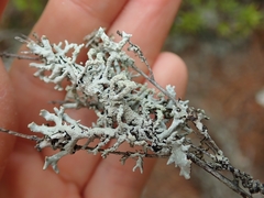 Hypogymnia subphysodes