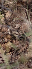 Euodice malabarica