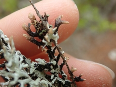 Hypogymnia subphysodes