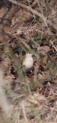 Euodice malabarica