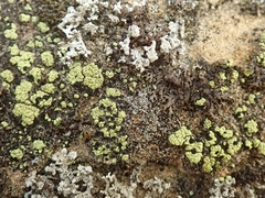 Arthrorhaphis citrinella