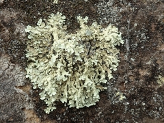Flavoparmelia haysomii