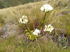 Gentianella impressinervia