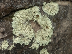 Flavoparmelia haysomii