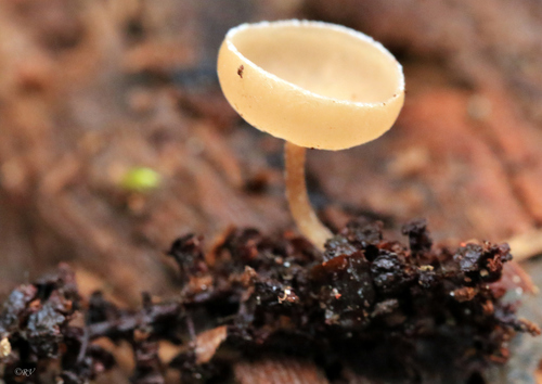 Ciboria amentacea (Balb.) Fuckel