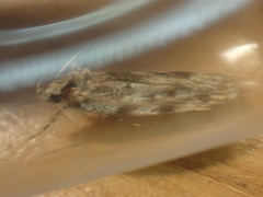 Barea exarcha