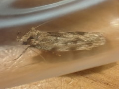 Barea exarcha
