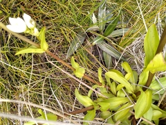 Gentianella impressinervia